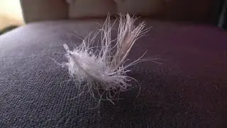 Glory Feather Falls During Service