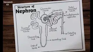 How to draw Nephron diagram easily / Draw Structure of Nephron / Nephron diagram drawing CBSE