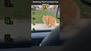 Ranking the Funniest Cat Videos Ever! 😹🏆