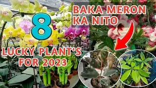 Lucky Plants for 2023|good luck plants 2023|greenery's