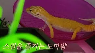 스릴을 즐기는 도마뱜