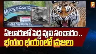 ఏలూరు లో పెద్ద పులి సంచారం..భయం భయంలో ప్రజలు | Tiger Hulchul In Eluru District | iNews