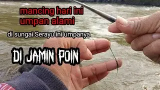 mancing ikan brek tehnik pelampung yg lagi gacor tiap uncal di sambar