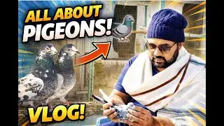 Beautiful Pigeons 🕊️🕊️ & Peaceful Nature Scenery with Sunny Weather 🌞 | Relaxing Bird Vlog