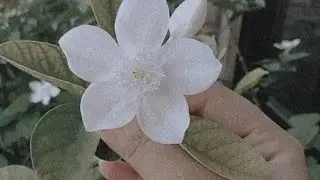 Assalamualaikum guys 💫 kesay ho ap log💝