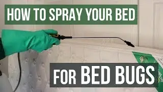 How to Spray Your Bed for Bed Bugs
