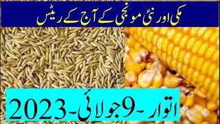 Maki or New monji ke rates|   Arifwala Ghalla Mandi| Agarian network
