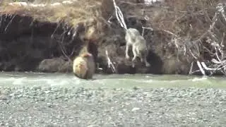 Northern Ontario Moose vs Wolf Full 4k