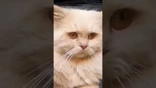 Big Cat #animalsworld  #shortvideo  #animals  #viralvideos  #viral  #shortanimals