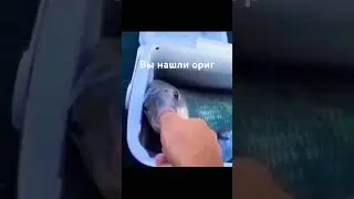 #memes #shark #edit #donuts #automobile самое милое видео