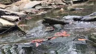 Nature, Ambience, & Wildlife Live Stream | Relaxing Music for Meditation, Study, & Sleep