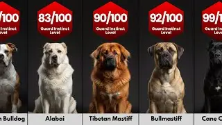 Guard Dogs That Are Every Criminal&rsquo;s Worst Nightmare
