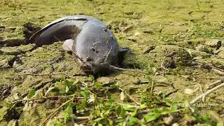 Unbelievable Fishing in Dry Season 2022 - Catfish Underground Secret Dry Soil By Fisherman Skills