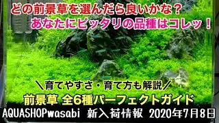 水草水槽の前景草を全６種解説！２０２０年７月８日 AQUASHOP wasabi新入荷情報 キューバパールグラス、ニューラージパールグラス、グロッソスティグマ、ショートヘアーグラス・ADA・初心者