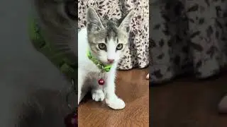 Вакцинация кошек: Хирургия кошек: Ветеринарная клиника доктора Сагира: Ветеринарная клиника докто...