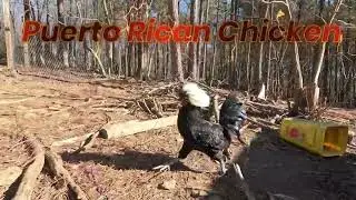 Puerto Rican Chicken