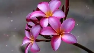 Top 10 les plus belles fleurs du monde
