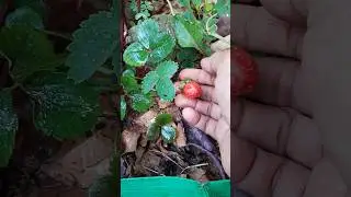 is garmi me strawberry #youtube ##ytshorts  #youtubeshort #organic ##gardening #viralshorts