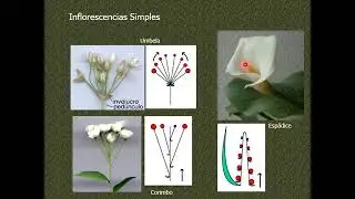 Morfología Vegetal - Tema 8 - Inflorescencia (2020)