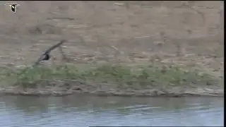 A Black Tern gleans insects on the wing