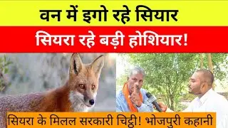 वन में एगो रहे सियार, सियरा रहे बड़ी होशियार; सियरा के मिलल सरकारी चिट्ठी!