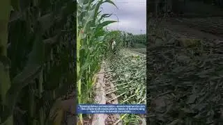 Corn Stalk Cutting: Farmer&rsquo;s Special Tool in Action