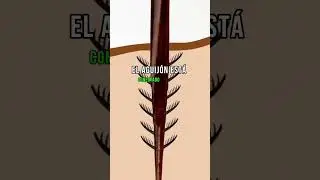 Por que mueren las abejas cuando te pican ? #shorts #viral