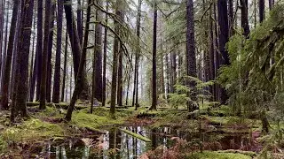 A Misty Hidden Gem Near Olympic National Park | Nature ASMR