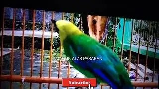 CUCAK IJO BALADO SUARA PEDAS ALA SAMBAL BALADO@all.in.gamesrot