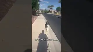 Wag! Dog Walking in Las Vegas