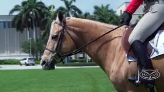 Animals Welcome at FAU