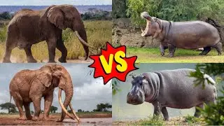 ELEPHANTS VS HOPPONS. VS BATTLE. COFFIN DANCE. TILES HOP EDM RUSH