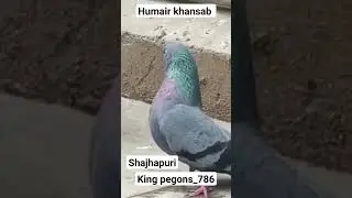 shajhapuri hare kabutar oregnol bareed #pigeon #pigeonbreeds