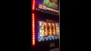 Wild life slot big win $1000.00 on a $2.00 bet big win