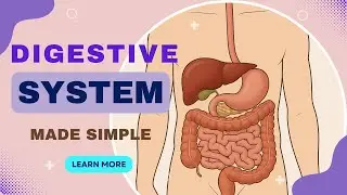 How does Human Digestive System Work | Organs & Nutrients Absorption Explained