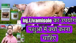 पशुओ में inj. livamisole का उपयोग क्यों करना चाहिए #cattle #animal #buffalo #cow #pashu #viral