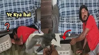 Ye Kya Mil Gya 😍 / Happy Bakra Eid  🐐 / Mitha pets vlog
