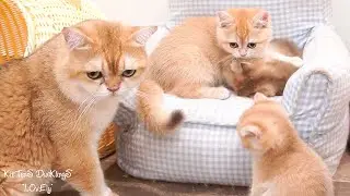 Dad cat Leo takes over parenting duties from mother cat.