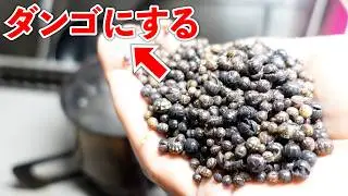 ダンゴムシを大量捕獲してお団子作ってみた。