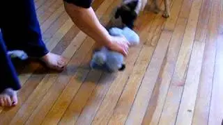 Wiki the Pug