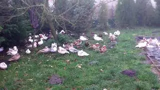 Breeding waterfowl in Poland