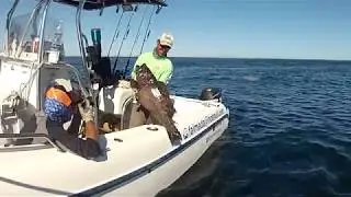 Sawtail Grouper slow pitch.