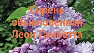 Сирень обыкновенная Леон Гамбетта (leon gambetta) 🌿 обзор: как сажать, саженцы сирени Леон Гамбетта
