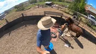 Teaching a bolting Mustang to problem solve.