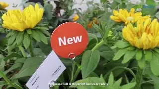 Benary's Virtual Flower Trials 2020: Amarillo Gold Rudbeckia