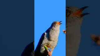 Common cuckoo Gj&oslash;k Coucou gris Kuckuck Koekoek Kukučka obyčajn&aacute; Cuculo Kukułka (zwyczajna #shorts