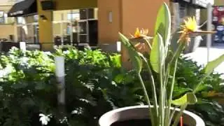 Anaheim Garden Walk Adventure