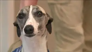 This therapy comes on four legs with a tail