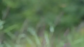 Tracking a Brown Hawker