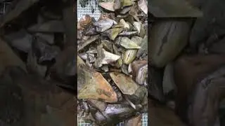2 hours of shark tooth hunting